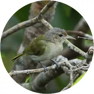 Buff-cheeked greenlet - Bird