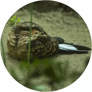 Buff-collared nightjar