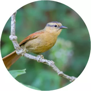 Buff-fronted foliage-gleaner