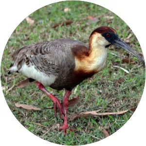 Buff-necked ibis