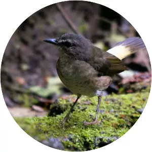Buff-rumped warbler - Bird