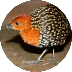 Buff-spotted flufftail - Bird