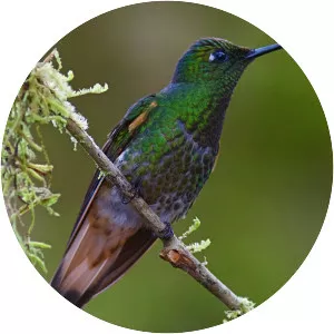 Buff-tailed coronet