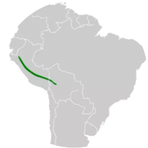 Buff-thighed puffleg