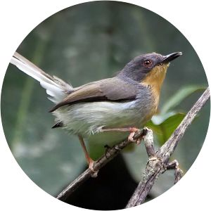 Buff-throated apalis - Birds