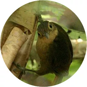 Buff-throated foliage-gleaner - Bird