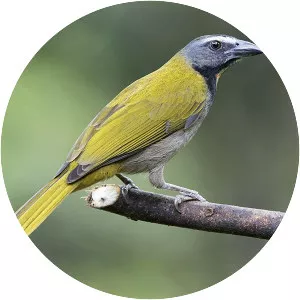 Buff-throated saltator