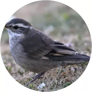 Buff-winged cinclodes