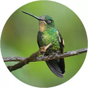 Buff-winged starfrontlet