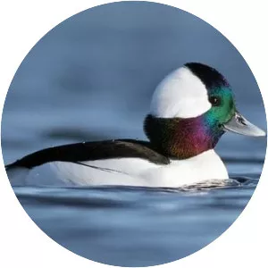 Bufflehead - Birds