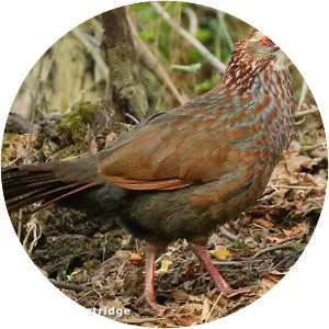 Buffy-crowned wood partridge