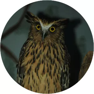 Buffy fish owl