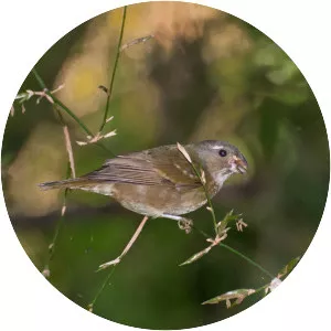 Buffy-fronted seedeater