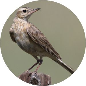 Buffy pipit - Birds