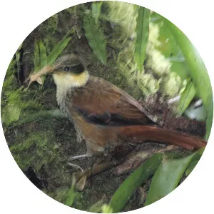 Buffy tuftedcheek - Bird