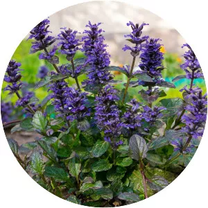 Bugleweed