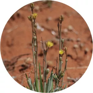 Bulbine semibarbata