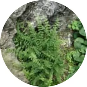 Bulblet fern