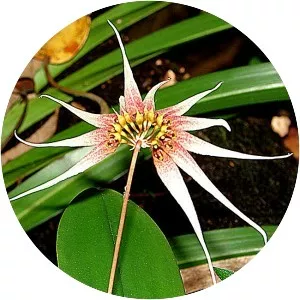 Bulbophyllum acuminatum
