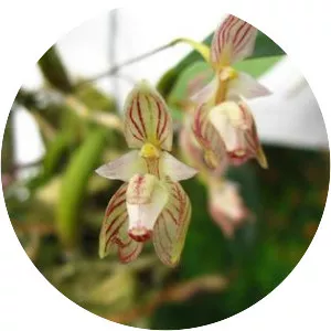 Bulbophyllum ambrosia