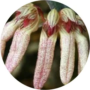 Bulbophyllum auratum