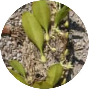 Bulbophyllum baileyi