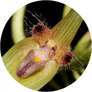 Bulbophyllum blepharistes
