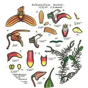 Bulbophyllum bowkettiae