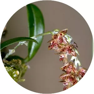 Bulbophyllum bracteatum