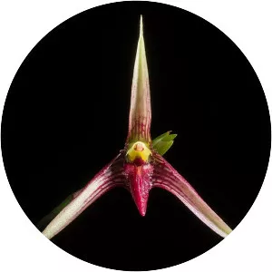 Bulbophyllum cleistogamum