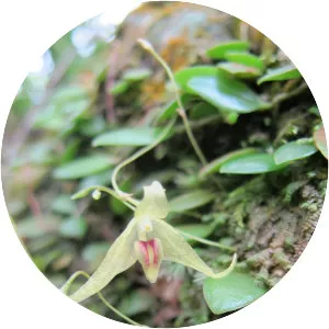 Bulbophyllum drymoglossum