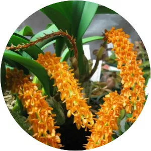 Bulbophyllum elassonotum