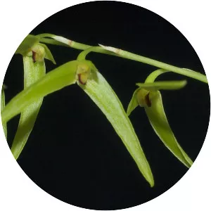 Bulbophyllum elisae