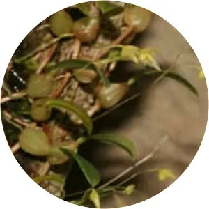 Bulbophyllum exiguum