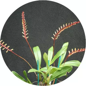 Bulbophyllum falcatum