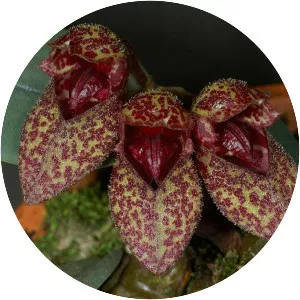 Bulbophyllum frostii - Plants