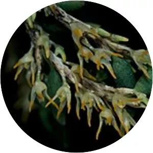 Bulbophyllum gadgarrense