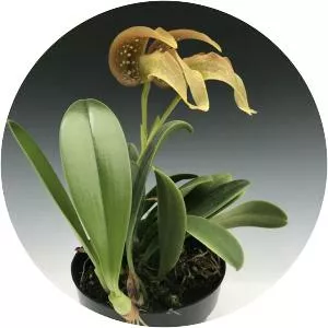 Bulbophyllum grandiflorum - Plants