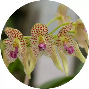 Bulbophyllum guttulatum