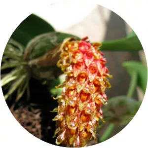 Bulbophyllum hispidum