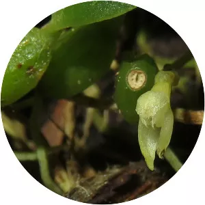 Bulbophyllum inconspicuum