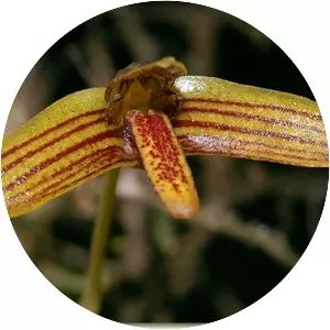 Bulbophyllum johnsonii