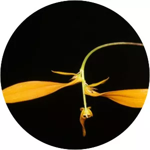 Bulbophyllum kanburiense