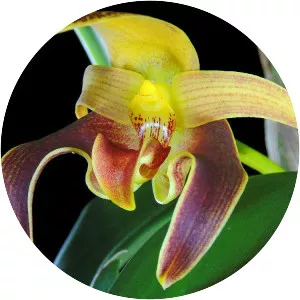 Bulbophyllum lobbii - Plants