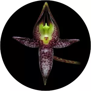 Bulbophyllum macranthum