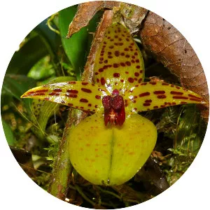 Bulbophyllum membranifolium
