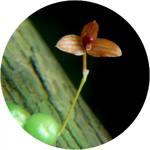 Bulbophyllum minutissimum