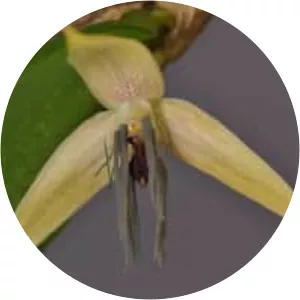 Bulbophyllum nocturnum