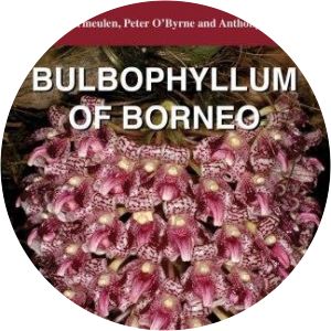Bulbophyllum of Borneo Anthony Lamb