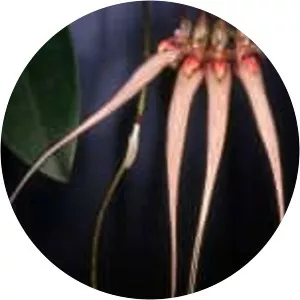 Bulbophyllum ornatissimum
